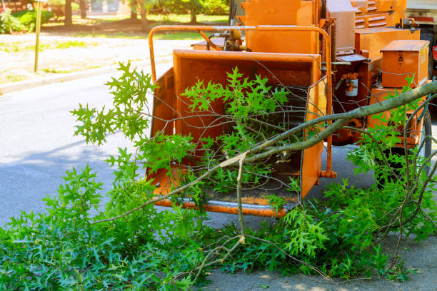 How Our Tree Care Process Works  in  Ottawa, IL