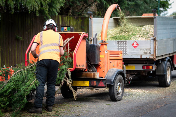 Best Tree Preservation Services  in Ottawa, IL
