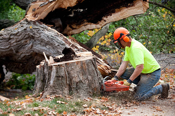 Best Palm Tree Trimming  in Ottawa, IL